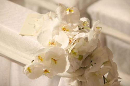 orchidee giallo bianco sedute-amsicorafiori